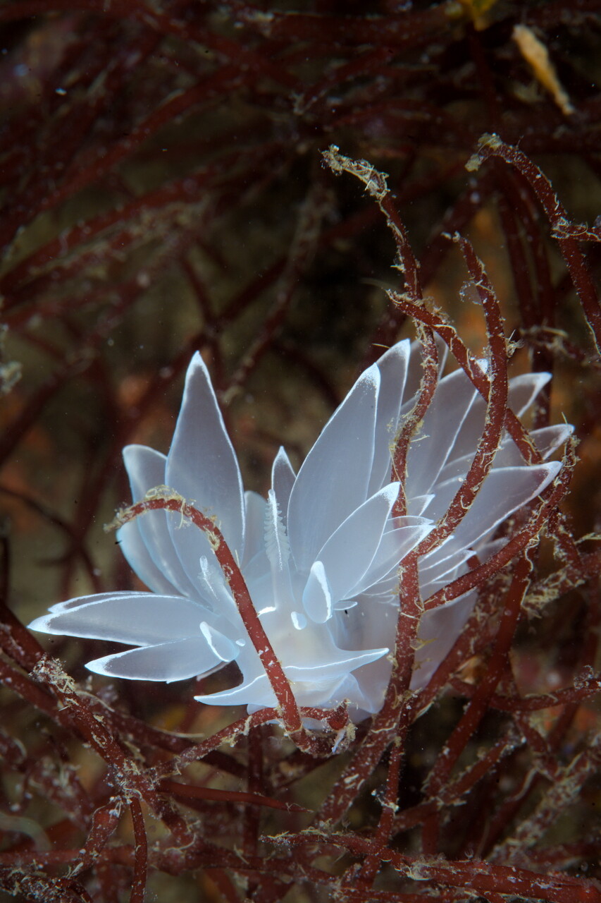 Close-up Dirona albolineata nudibranch in some sea grass.